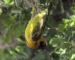 Ploceus taeniopterus