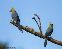 Ptilogonys caudatus