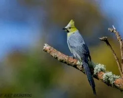 Ptilogonys caudatus