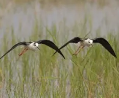 Himantopus himantopus