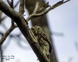 Glaucidium brasilianum