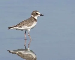 Reflejos