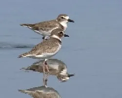 Reflejos