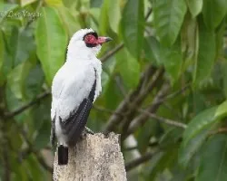 Tityra semifasciata