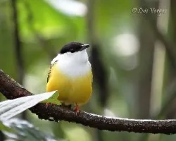 Manacus candei