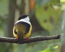 Manacus candei