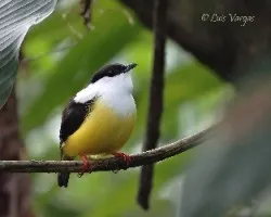 Manacus candei