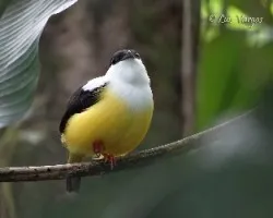Manacus candei