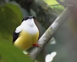 Manacus candei