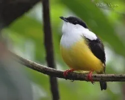 Manacus candei