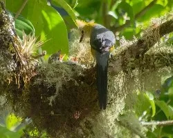 Ptilogonys caudatus