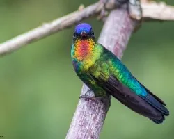Panterpe insignis