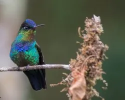 Panterpe insignis
