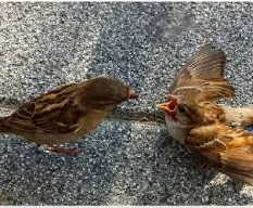 Passer domesticus