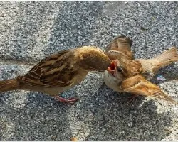 Passer domesticus