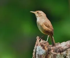 Troglodytes aedon