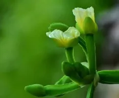 Limnocharis flava