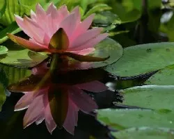 Nenufar