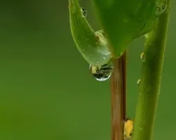 Gota