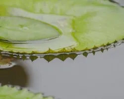 Hoja de nenufar