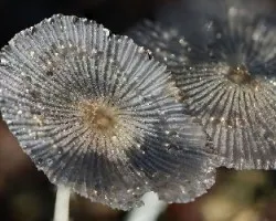 Hongos