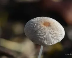 Hongo