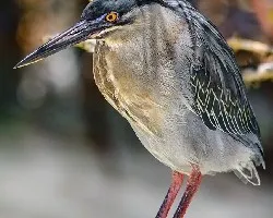 Butorides striata