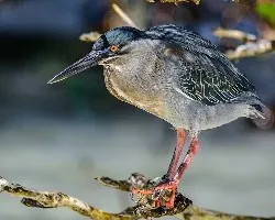 Butorides striata