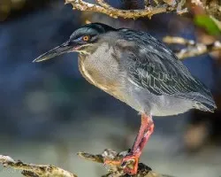 Butorides striata