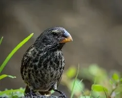 Geospiza magnirostris