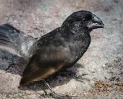 Geospiza magnirostris