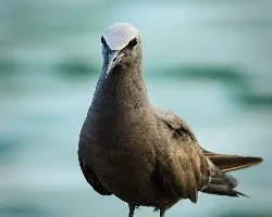 Anous stolidus