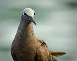 Anous stolidus