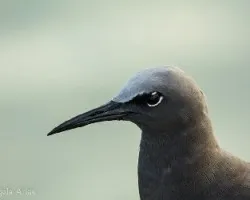 Anous stolidus