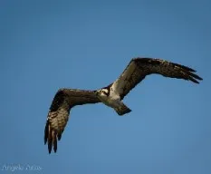 Pandion haliaetus