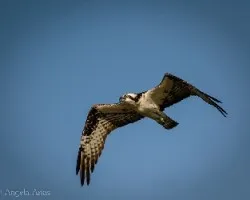 Pandion haliaetus