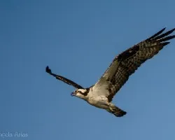 Pandion haliaetus
