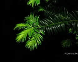 Taxus baccata