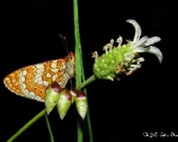 Mariposa