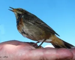 Luscinia svecica
