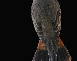 Luscinia svecica