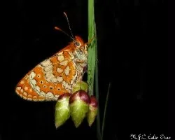 Mariposa