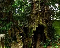 Taxus baccata