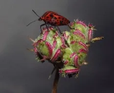 Graphosoma lineatum