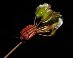 Graphosoma lineatum