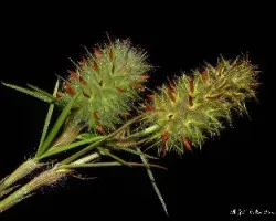 Trifolium angustifolium
