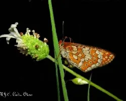 Mariposa