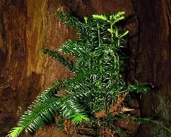 Taxus baccata