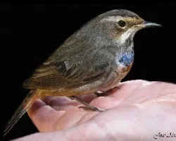 Luscinia svecica