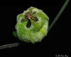 Silene latifolia